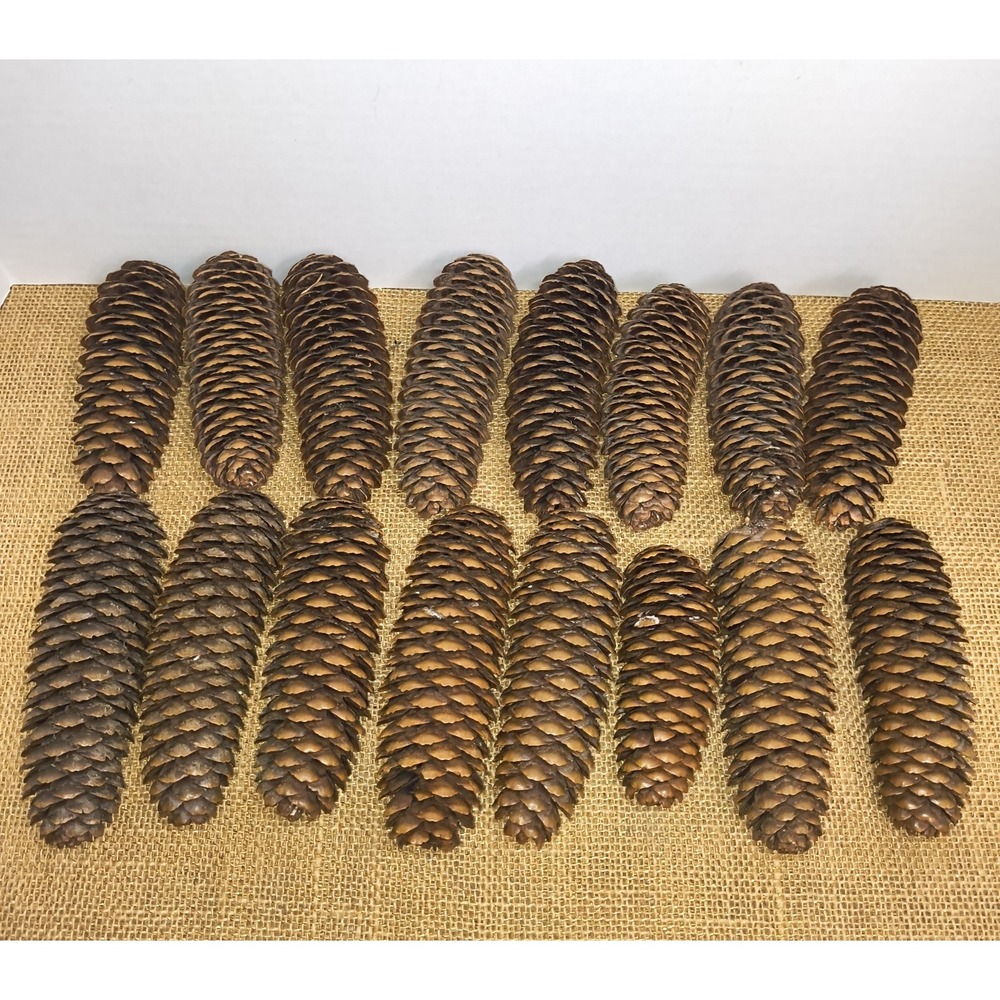 16 Natural Pinecones For Crafts Or Decor Fall Harvest Thanksgiving Christmas 5"